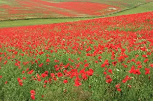 Poppyfield: Poppyfield