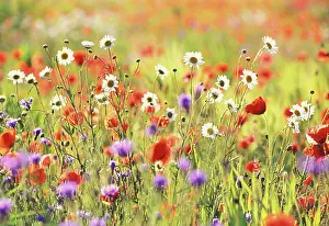 Cheery: Poppyfield