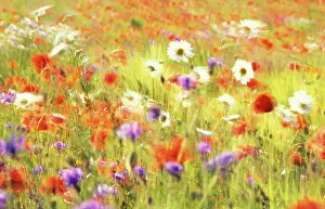 Poppyfield: Poppyfield