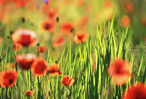 Poppyfield: Poppyfield