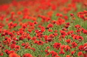 Poppyfield: Poppyfield