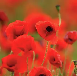 Poppyfield: Poppyfield
