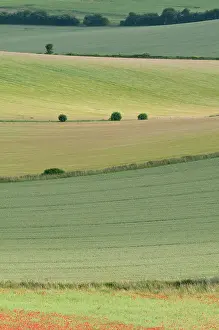 Blissful: Poppyfield