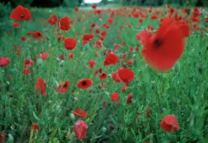 Poppyfield: Poppyfield