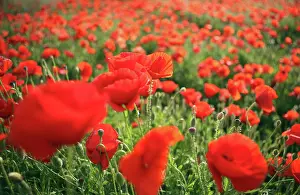 Poppyfield: Poppyfield