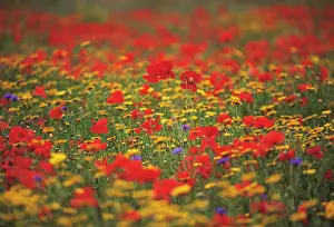 Blissful: Poppyfield