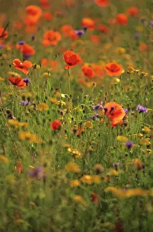 Blissful: Poppyfield