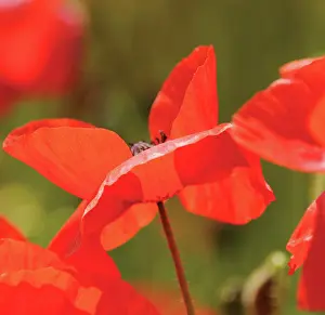 Potager: Poppyfield