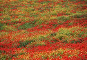 Joyful: Poppyfield