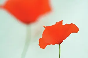 Leadership: Poppyfield