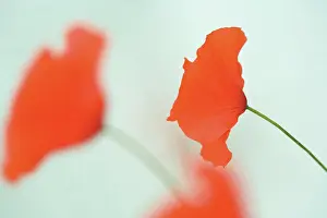 Leadership: Poppyfield
