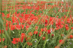Loads: Poppyfield