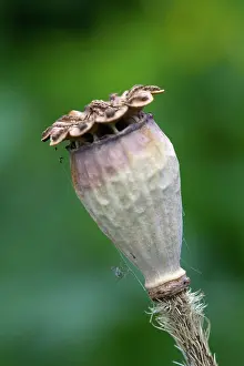 Caucasus: PoppyOrientalpoppy