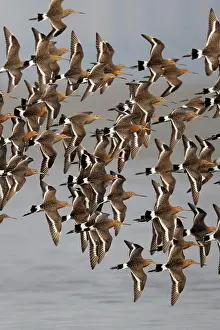 Hong: Population of black-tailed godwit (Limosa limosa
