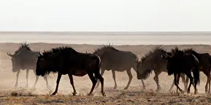 Beast: some populations of gnu perform an annual migration to new g