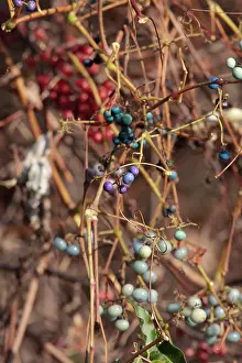 Porcelain: Porcelain Berry