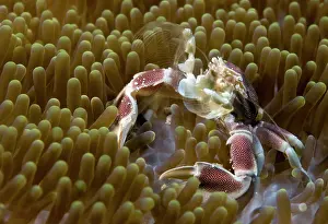 Pizza: Porcelain Crab