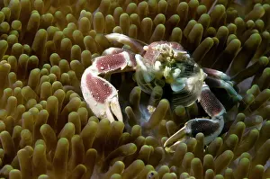 Pizza: Porcelain Crab