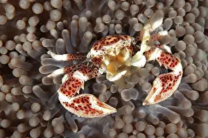 Mabul: Porcelain Crab