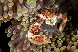 Sipadan: Porcelain Crab