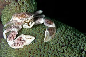 Shellfishes: Porcelain Crab - on the Anemone Coral