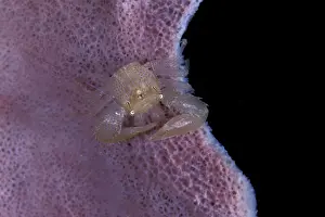 Concealment: Porcelain crab on a barrel sponge, Lissoporcellana sp. Wali