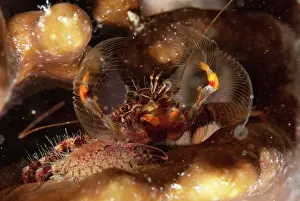 Mabul: Porcelain Crab fanning for food on night dive