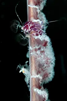 Claw: Porcelain Crab - feeding on sea pen with unidentified Shrimp