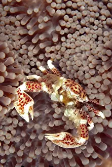 Filter: Porcelain Crab filtering for food on Sea Anemone