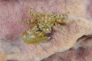 Sponge: Porcelain Crab - missing claw on Barrel Sponge (Xestospongia