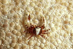 Porcelain Crab on Sea Urchin Aer Bajo dive site