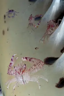 Crabs: Porcelain Crabs - on sea pen