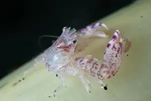 Crabs: Porcelain Crabs - on sea pen