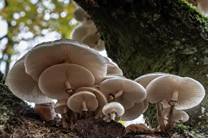 Higher: Porcelain fungi (Oudemansiella mucida) on dying