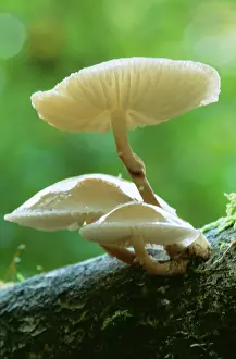 Mucida: Porcelain Fungus
