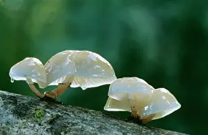 Mucida: Porcelain Fungus