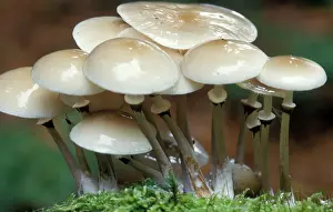 Porcelain: Porcelain Fungus