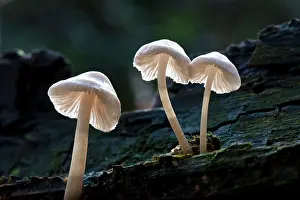 Porcelain: Porcelain Fungus