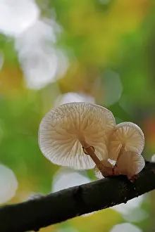 Porcelain: Porcelain Fungus