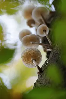 Porcelain: Porcelain Fungus