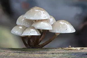 Porcelain: Porcelain Fungus