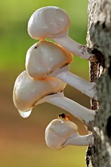 Porcelain: Porcelain Fungus