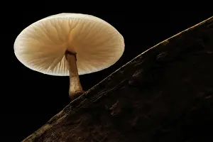 Parasitism: Porcelain Fungus