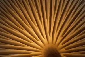 Porcelain: Porcelain Fungus
