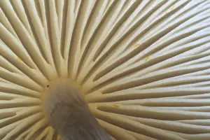 Porcelain: Porcelain Fungus