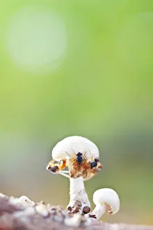 Porcelain: Porcelain Fungus