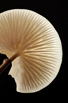 Gill: Porcelain Fungus