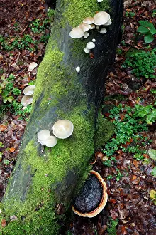 Artist: Porcelain Fungus and Artist's fungus (Ganoderma