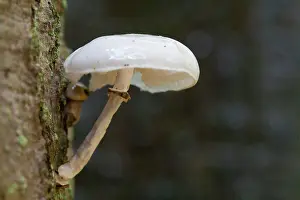 Tuft: Porcelain Fungus / Beech Tuft / Poached Egg Fungus