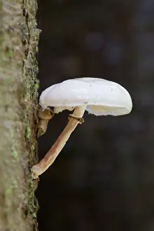 Tuft: Porcelain Fungus / Beech Tuft / Poached Egg Fungus